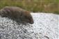 Microtus tatricus